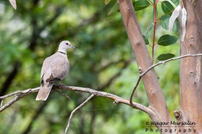 Eurasian Collared Dove shot while birding at Jhimpir, Pakistan (Birds of Sindh / Pakistan)