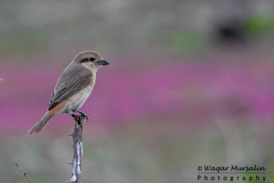 Isabelline Shrike shot while birding at Jhimpir, Pakistan (Birds of Sindh / Pakistan)