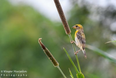 Baya Weaver shot while birding / birdwatching at Kathore, Pakistan (Birds of Pakistan / Sindh)