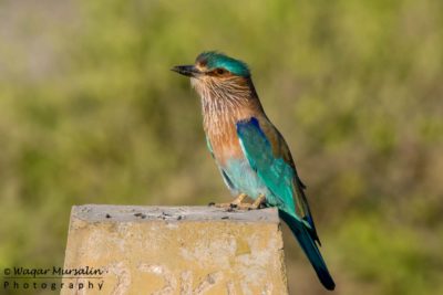 Indian Roller shot while birding / birdwatching at Karachi, Pakistan (Birds of Pakistan / Sindh)