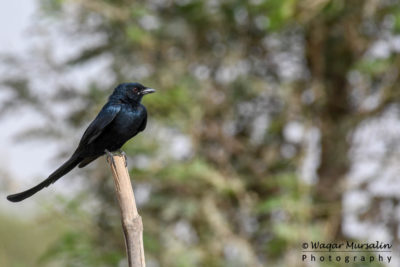 Black Drongo shot while birding / birdwatching at Kathore, Pakistan (Birds of Pakistan / Sindh)