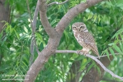 Spotted Owlet shot while birding at Haleji, Pakistan (Birds of Sindh / Pakistan)