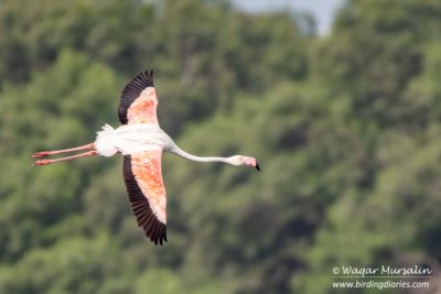 Greater Flamingo shot while birding / birdwatching at Port Qasim, Pakistan (Birds of Pakistan / Sindh)