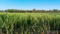 Wheat Fields in Kathore