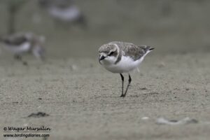 Kentish Plover shot while birding at Karachi, Pakistan (Birds of Sindh / Pakistan)