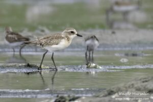 Lesser Sand Plover shot while birding at Karachi, Pakistan (Birds of Sindh / Pakistan)