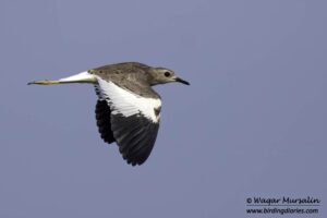 White-tailed Lapwing shot while birding at Karachi, Pakistan (Birds of Sindh / Pakistan)