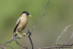 Brahminy Starling shot while birding at Karachi, Pakistan (Birds of Sindh / Pakistan)