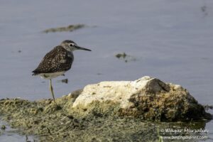 Wood Sandpiper shot while birding at Karachi, Pakistan (Birds of Sindh / Pakistan)