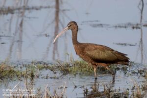 Glossy Ibis shot while birding at Karachi, Pakistan (Birds of Sindh / Pakistan)