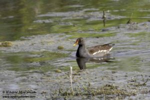 Common Moorhen shot while birding at Karachi, Pakistan (Birds of Sindh / Pakistan)