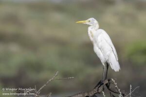 Cattle Egret shot while birding at Karachi, Pakistan (Birds of Sindh / Pakistan)