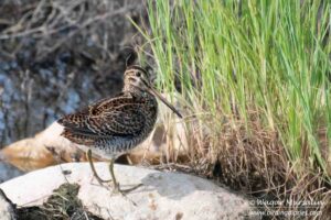 Pin-tailed Snipe shot while birding at Karachi, Pakistan (Birds of Sindh / Pakistan)